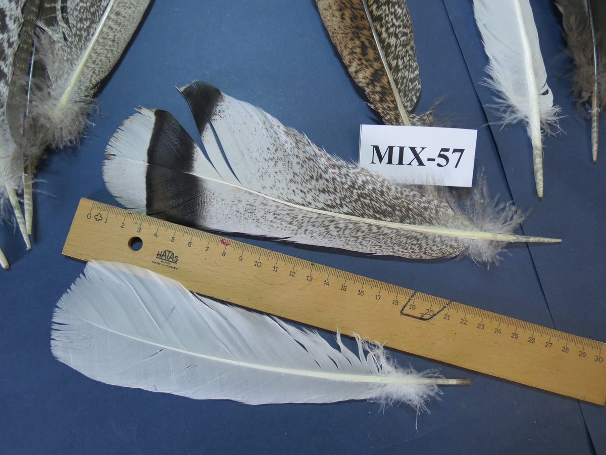 24 Pcs Natural Turkey Tail Feathers, Fly Tying Materials, Genuine Feathers (MIX-57)