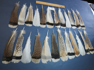 24 Pcs Natural Turkey Tail Feathers, Fly Tying Materials, Genuine Feathers (MIX-58)