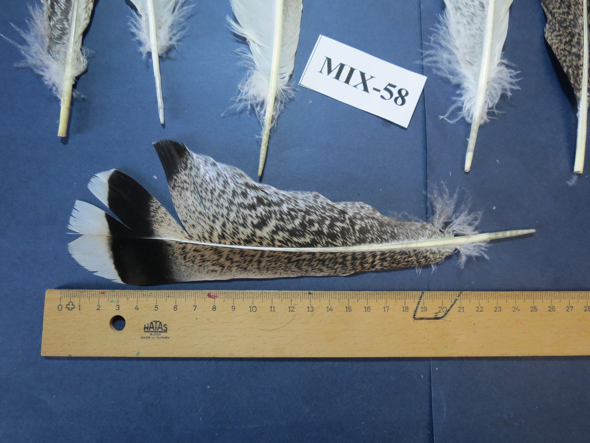 24 Pcs Natural Turkey Tail Feathers, Fly Tying Materials, Genuine Feathers (MIX-58)