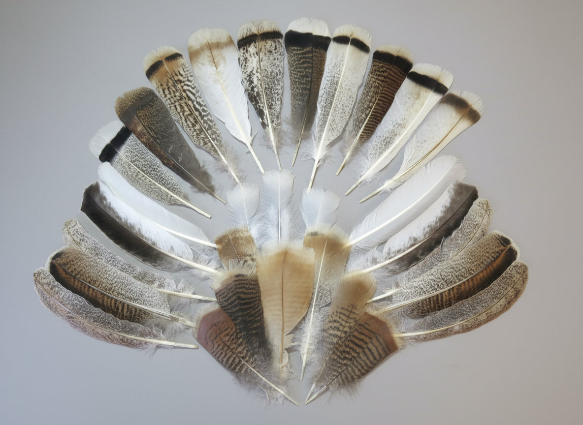 30 Pcs. Assorted Turkey Feathers, Tail Feathers, Wing Feathers, Small Feathers (SP-6)