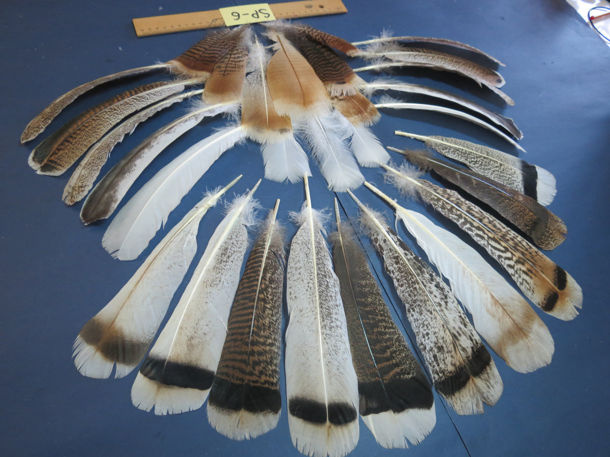 30 Pcs. Assorted Turkey Feathers, Tail Feathers, Wing Feathers, Small Feathers (SP-6)