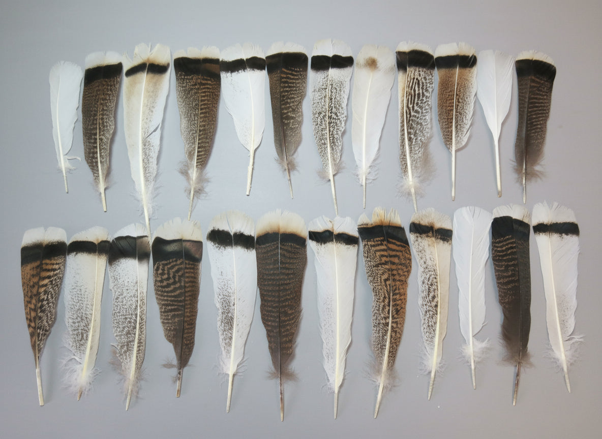 24 Pcs Natural Turkey Tail Feathers, Fly Tying Materials, Genuine Feathers (MIX-61)
