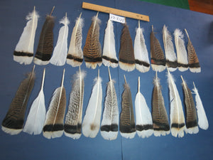 24 Pcs Natural Turkey Tail Feathers, Fly Tying Materials, Genuine Feathers (MIX-61)