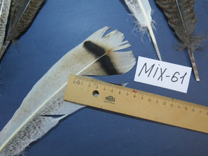 24 Pcs Natural Turkey Tail Feathers, Fly Tying Materials, Genuine Feathers (MIX-61)