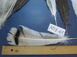 24 Pcs Natural Turkey Tail Feathers, Fly Tying Materials, Genuine Feathers (MIX-61)