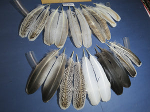 10 Pairs Turkey Wing Feathers, Amazing Feathers, Fly Tying Materials,Craft Tools (AMZ-240)
