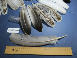 10 Pairs Turkey Wing Feathers, Amazing Feathers, Fly Tying Materials,Craft Tools (AMZ-240)