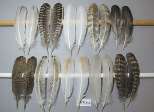 10 Pairs Turkey Wing Feathers, Amazing Feathers, Fly Tying Materials,Craft Tools (AMZ-249)