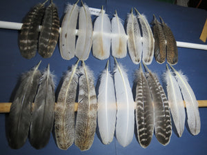 10 Pairs Turkey Wing Feathers, Amazing Feathers, Fly Tying Materials,Craft Tools (AMZ-249)