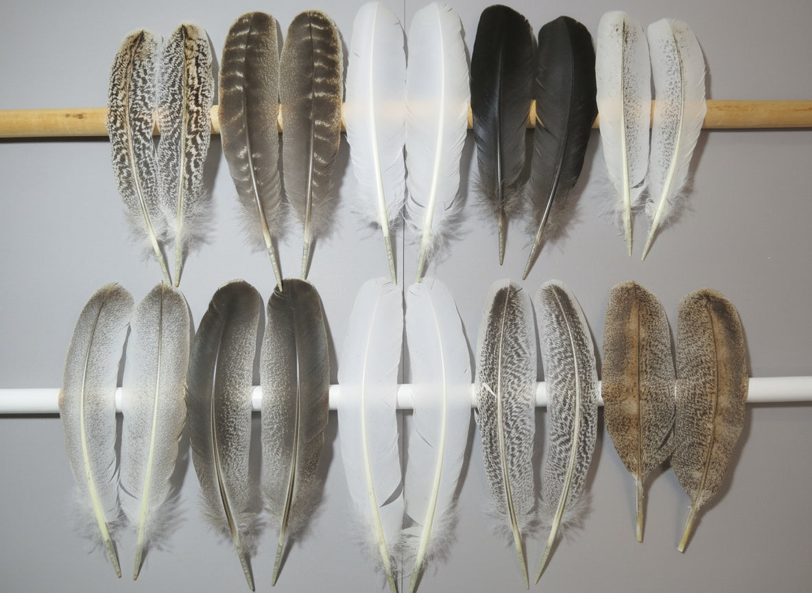 10 Pairs Turkey Wing Feathers, Amazing Feathers, Fly Tying Materials,Craft Tools (AMZ-251)