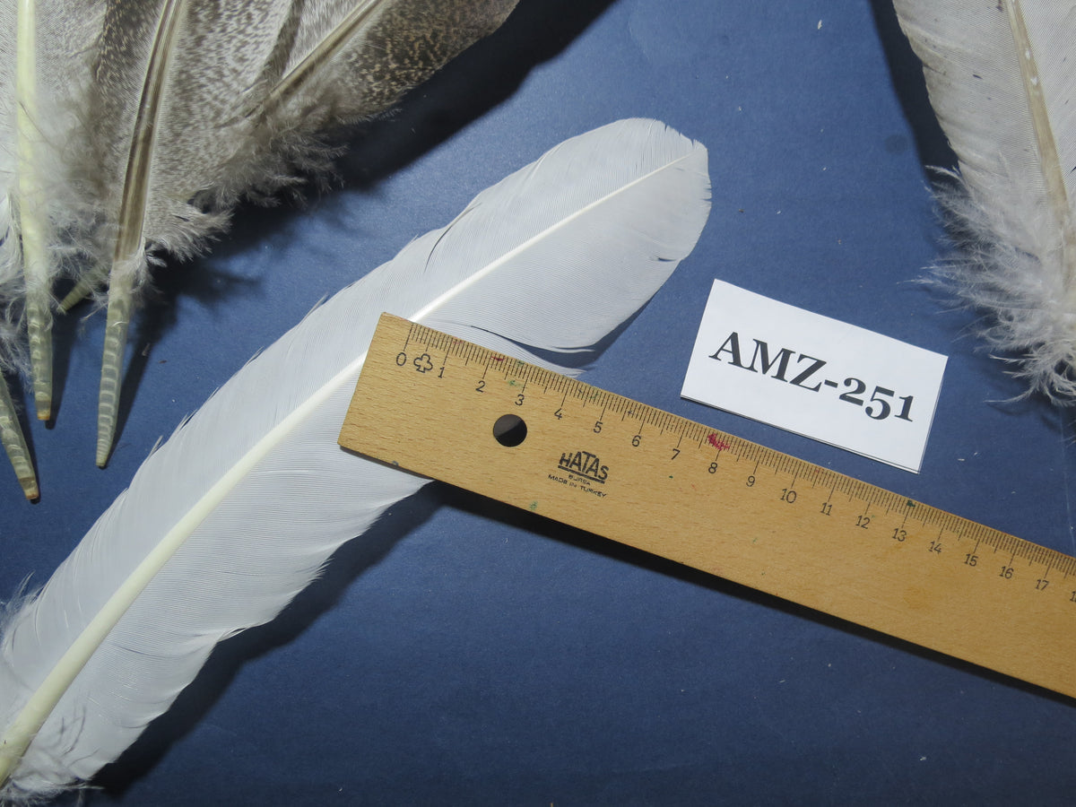 10 Pairs Turkey Wing Feathers, Amazing Feathers, Fly Tying Materials,Craft Tools (AMZ-251)