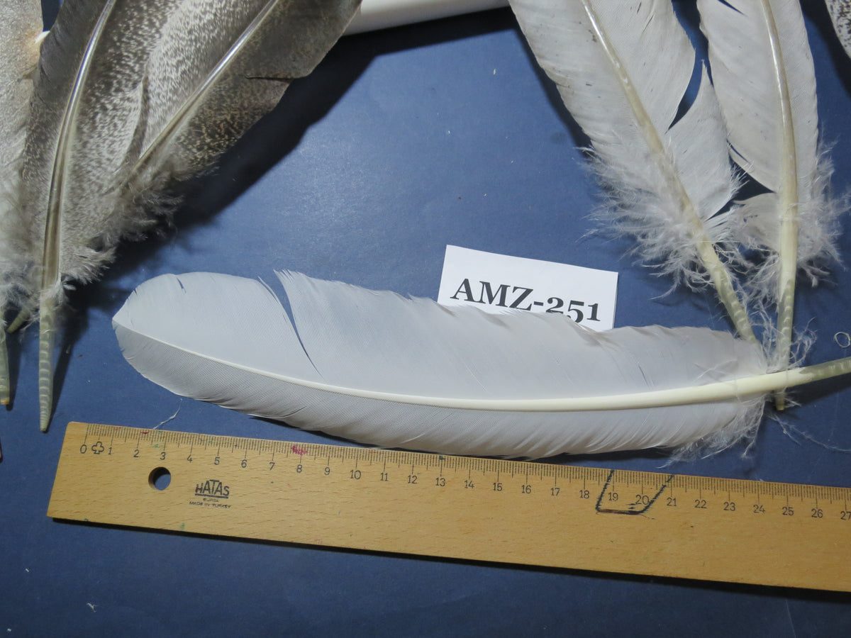 10 Pairs Turkey Wing Feathers, Amazing Feathers, Fly Tying Materials,Craft Tools (AMZ-251)