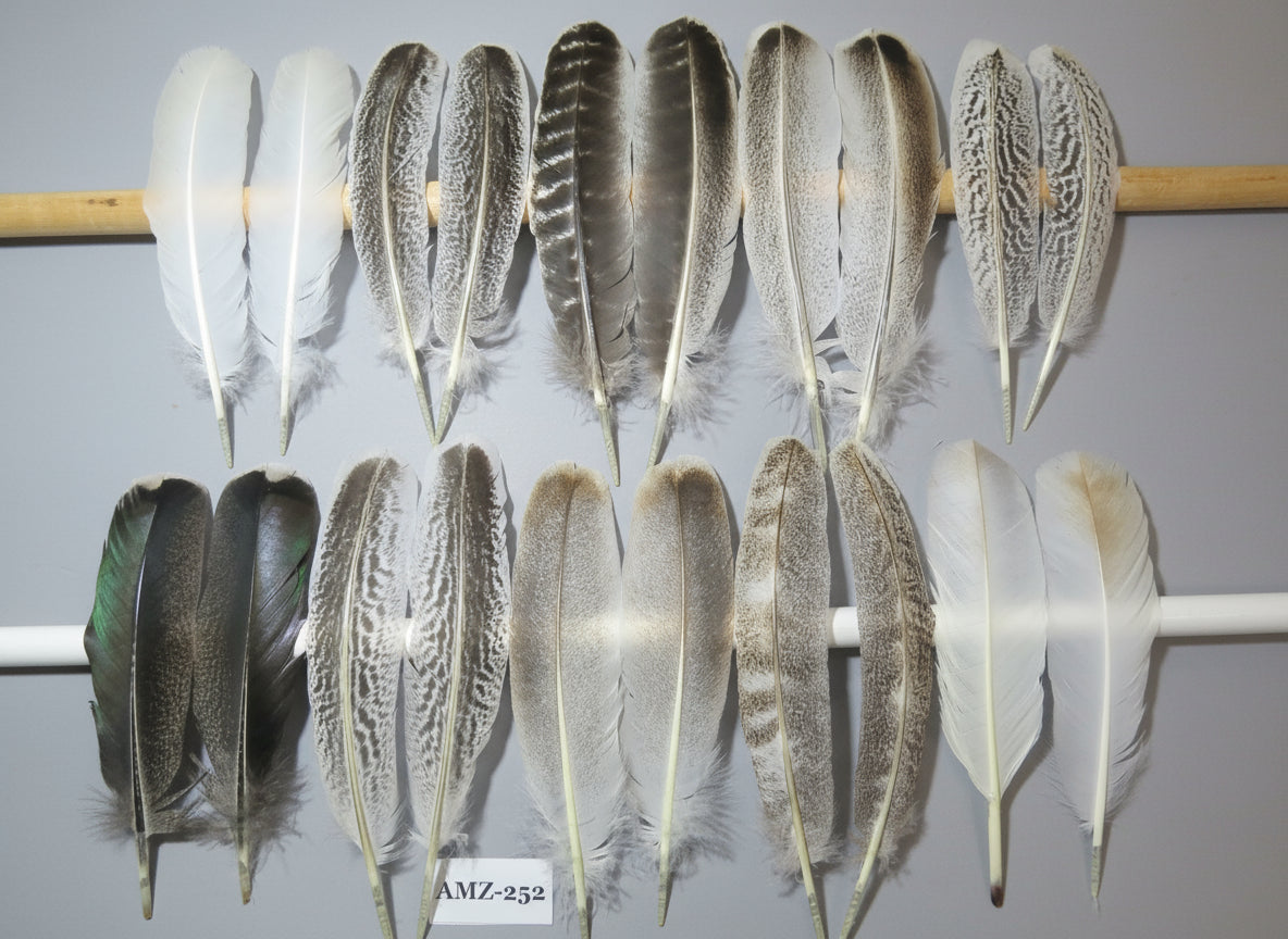 10 Pairs Turkey Wing Feathers, Amazing Feathers, Fly Tying Materials,Craft Tools (AMZ-252)