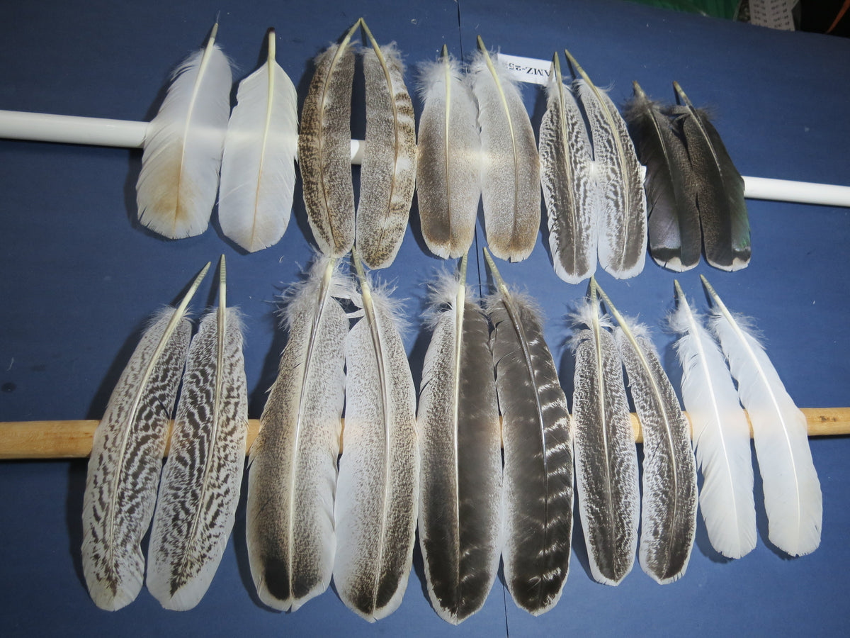 10 Pairs Turkey Wing Feathers, Amazing Feathers, Fly Tying Materials,Craft Tools (AMZ-252)