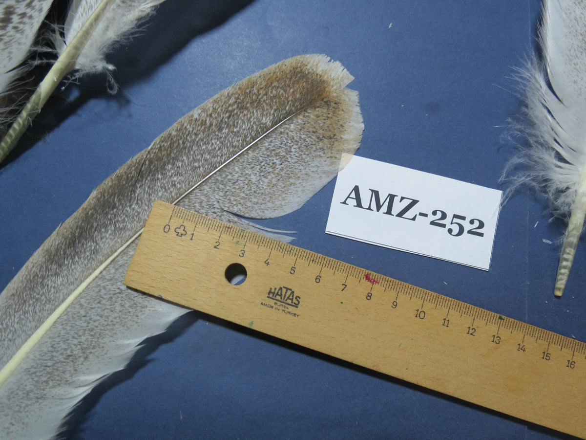 10 Pairs Turkey Wing Feathers, Amazing Feathers, Fly Tying Materials,Craft Tools (AMZ-252)