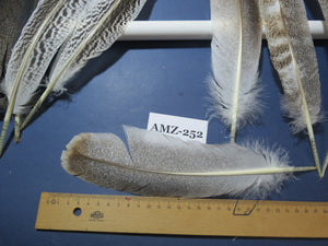 10 Pairs Turkey Wing Feathers, Amazing Feathers, Fly Tying Materials,Craft Tools (AMZ-252)