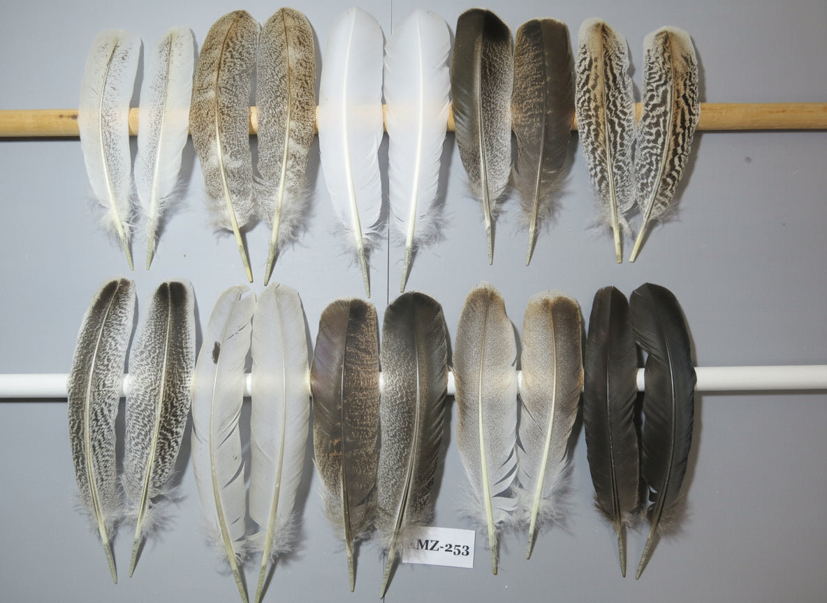 10 Pairs Turkey Wing Feathers, Amazing Feathers, Fly Tying Materials,Craft Tools (AMZ-253)
