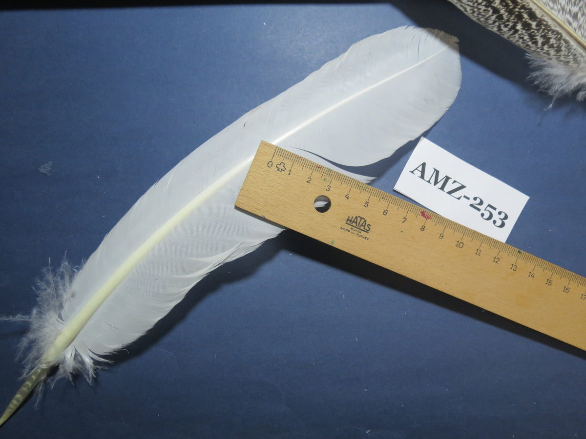 10 Pairs Turkey Wing Feathers, Amazing Feathers, Fly Tying Materials,Craft Tools (AMZ-253)