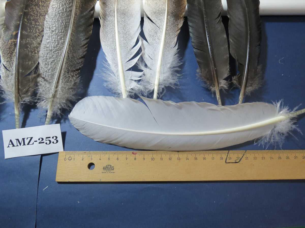 10 Pairs Turkey Wing Feathers, Amazing Feathers, Fly Tying Materials,Craft Tools (AMZ-253)