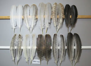 10 Pairs Turkey Wing Feathers, Amazing Feathers, Fly Tying Materials,Craft Tools (AMZ-255)
