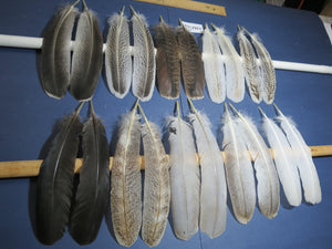 10 Pairs Turkey Wing Feathers, Amazing Feathers, Fly Tying Materials,Craft Tools (AMZ-255)