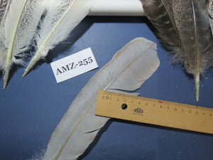 10 Pairs Turkey Wing Feathers, Amazing Feathers, Fly Tying Materials,Craft Tools (AMZ-255)
