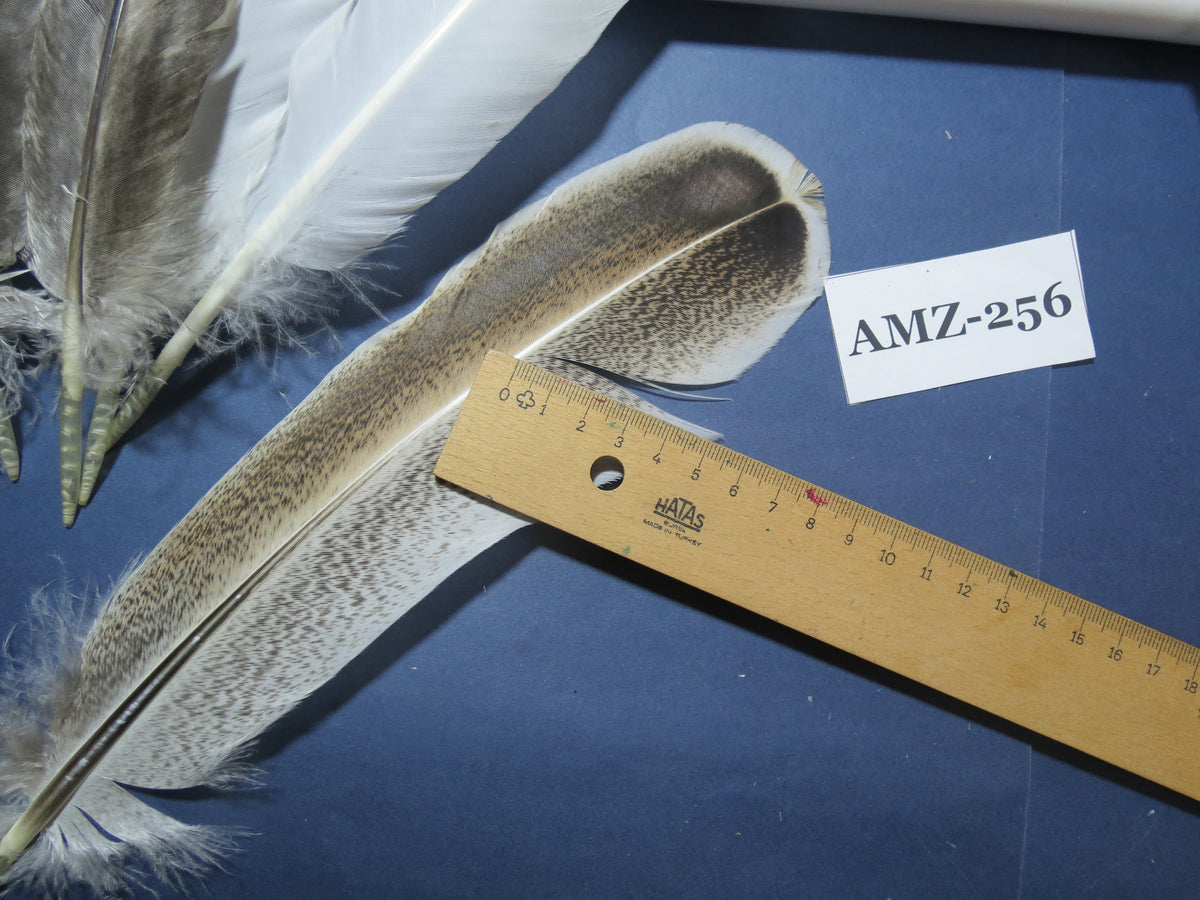 10 Pairs Turkey Wing Feathers, Amazing Feathers, Fly Tying Materials,Craft Tools (AMZ-256)