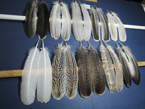10 Pairs Turkey Wing Feathers, Amazing Feathers, Fly Tying Materials,Craft Tools (AMZ-257)
