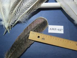 10 Pairs Turkey Wing Feathers, Amazing Feathers, Fly Tying Materials,Craft Tools (AMZ-257)