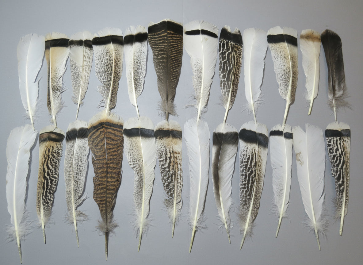 24 Pcs Natural Turkey Tail Feathers, Fly Tying Materials, Genuine Feathers (MIX-62)