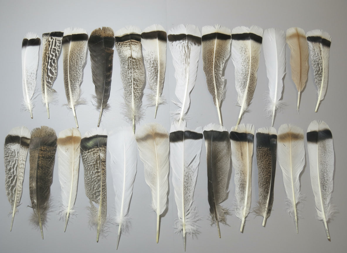24 Pcs Natural Turkey Tail Feathers, Fly Tying Materials, Genuine Feathers (MIX-63)