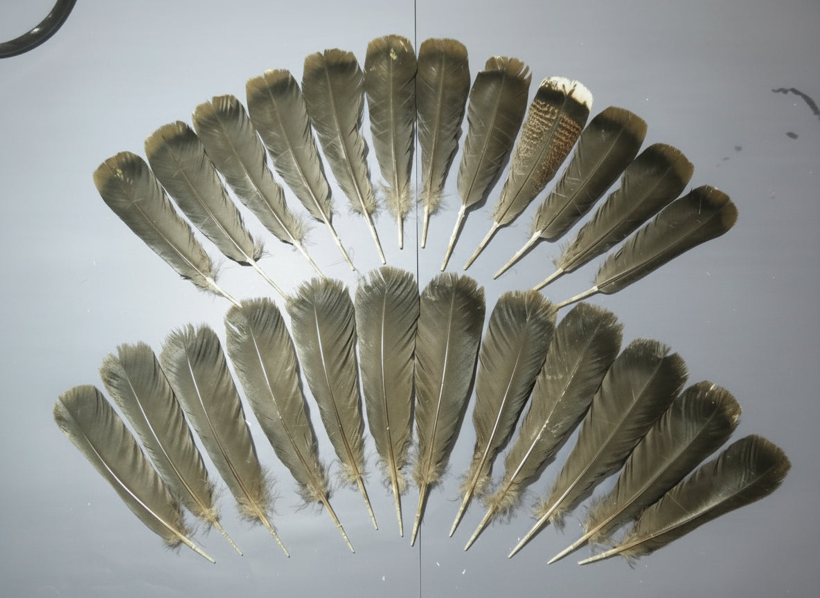 24 Pcs Black Turkey Tail Feathers, Fly Tying Materials,Rare Feathers (1502)