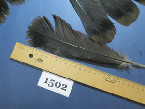 24 Pcs Black Turkey Tail Feathers, Fly Tying Materials,Rare Feathers (1502)