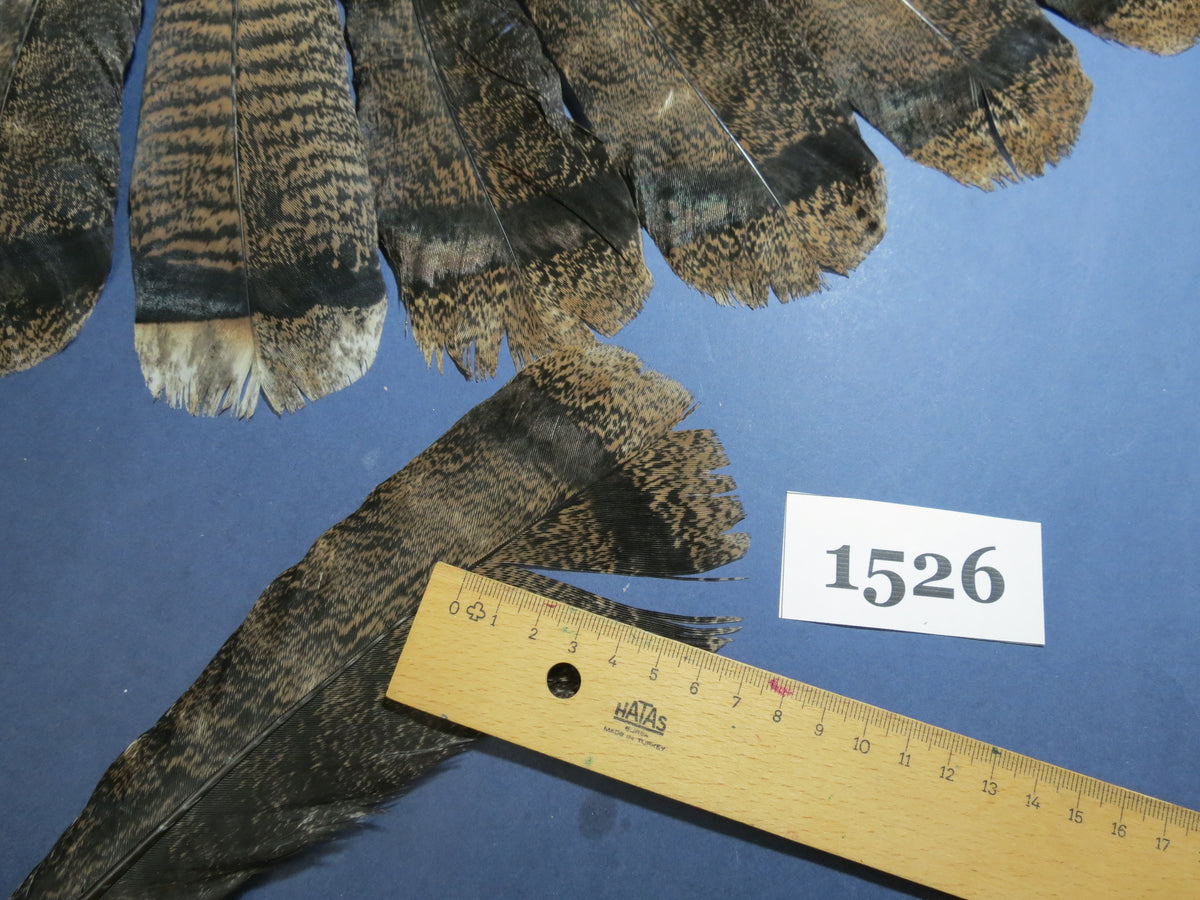 18 Pcs Brown Turkey Tail Feathers, Fly Tying Materials,Long Feathers. (1526)