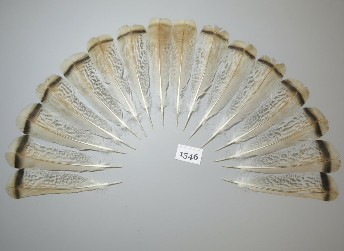 16 Pcs Natural Turkey Tail Feathers, Fly Tying Materials,Long Feathers. (1546)