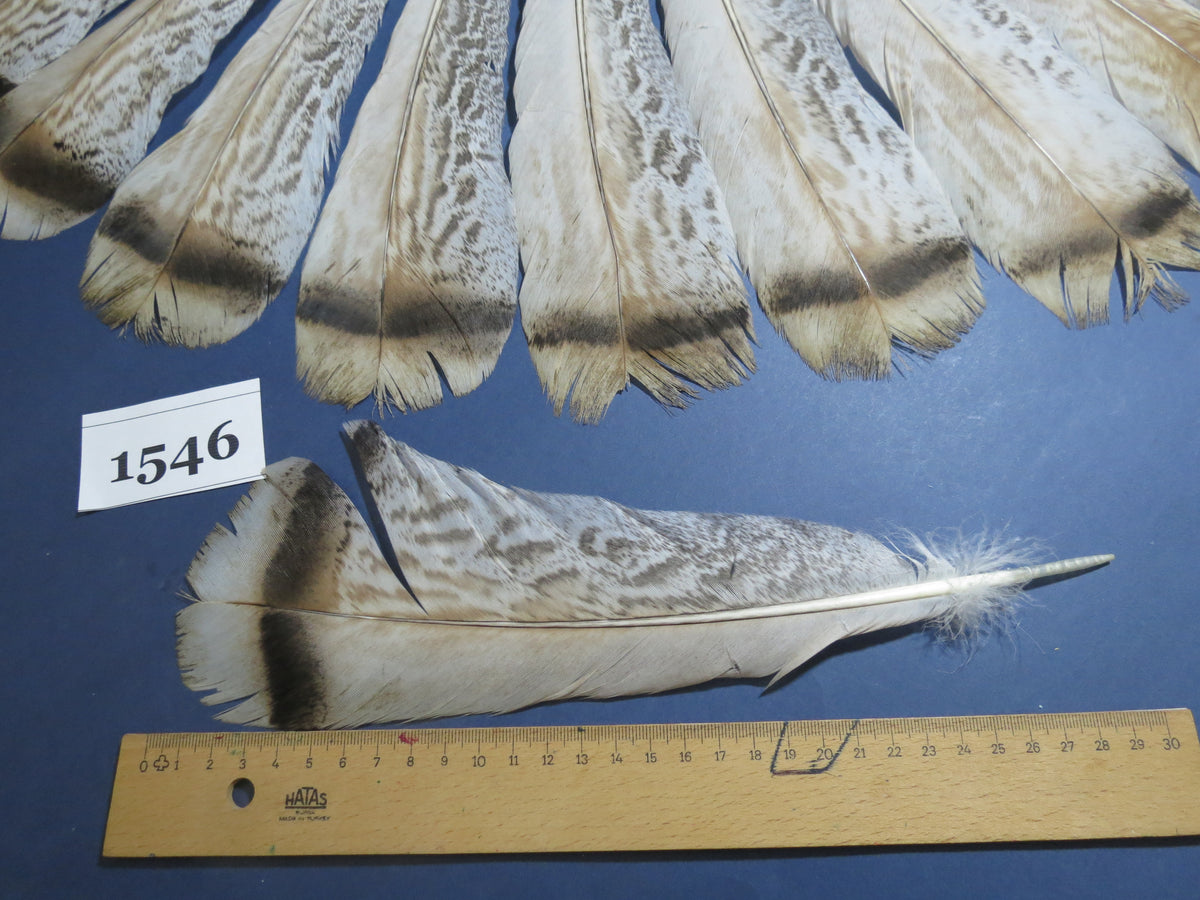 16 Pcs Natural Turkey Tail Feathers, Fly Tying Materials,Long Feathers. (1546)