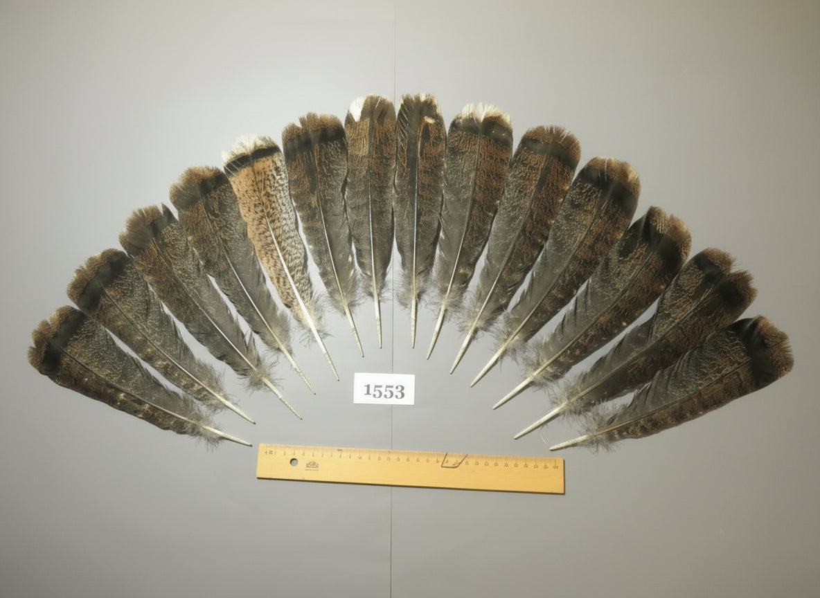 14 Pcs Brown Turkey Tail Feathers, Fly Tying Materials,Rare Feathers (1553)
