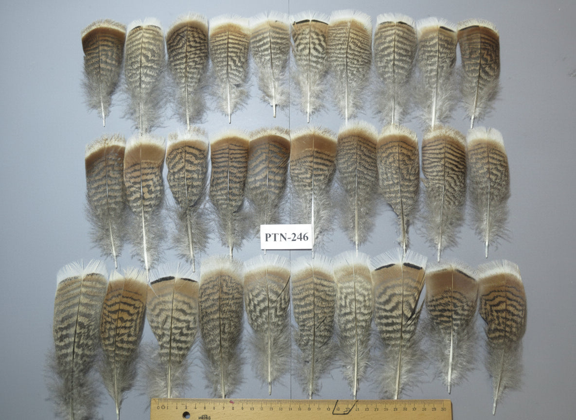 30 Pcs Natural Turkey Pre-Tail Feathers, Fly Tying Materials,Small Tails PTN-246