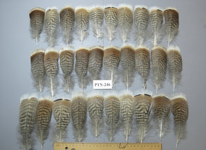 30 Pcs Natural Turkey Pre-Tail Feathers, Fly Tying Materials,Small Tails PTN-246