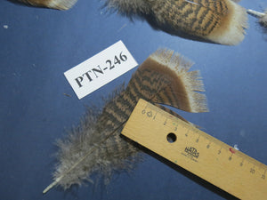 30 Pcs Natural Turkey Pre-Tail Feathers, Fly Tying Materials,Small Tails PTN-246