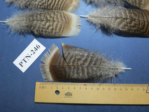 30 Pcs Natural Turkey Pre-Tail Feathers, Fly Tying Materials,Small Tails PTN-246