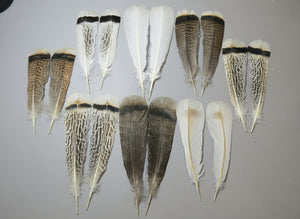 8 Pairs Turkey Feathers, Tail Feathers, Fly Tying Materials, Natural Feathers (AMZ-274)