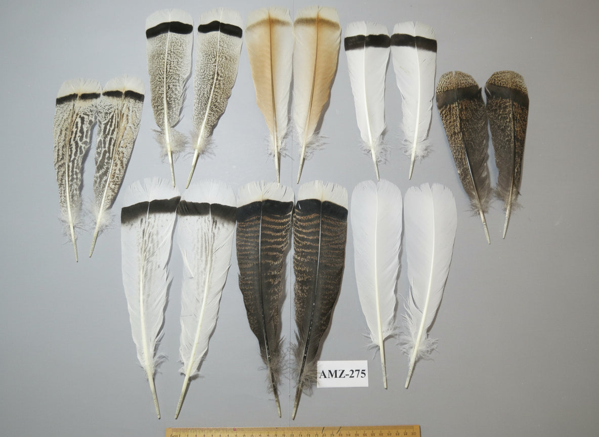 8 Pairs Turkey Feathers, Tail Feathers, Fly Tying Materials, Natural Feathers (AZM-275)