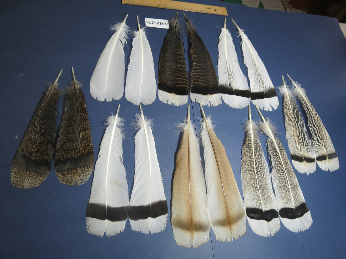 8 Pairs Turkey Feathers, Tail Feathers, Fly Tying Materials, Natural Feathers (AZM-275)