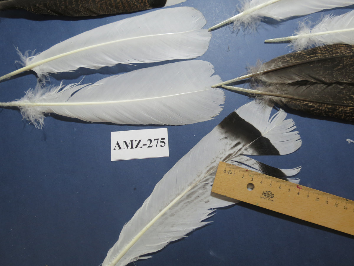 8 Pairs Turkey Feathers, Tail Feathers, Fly Tying Materials, Natural Feathers (AZM-275)