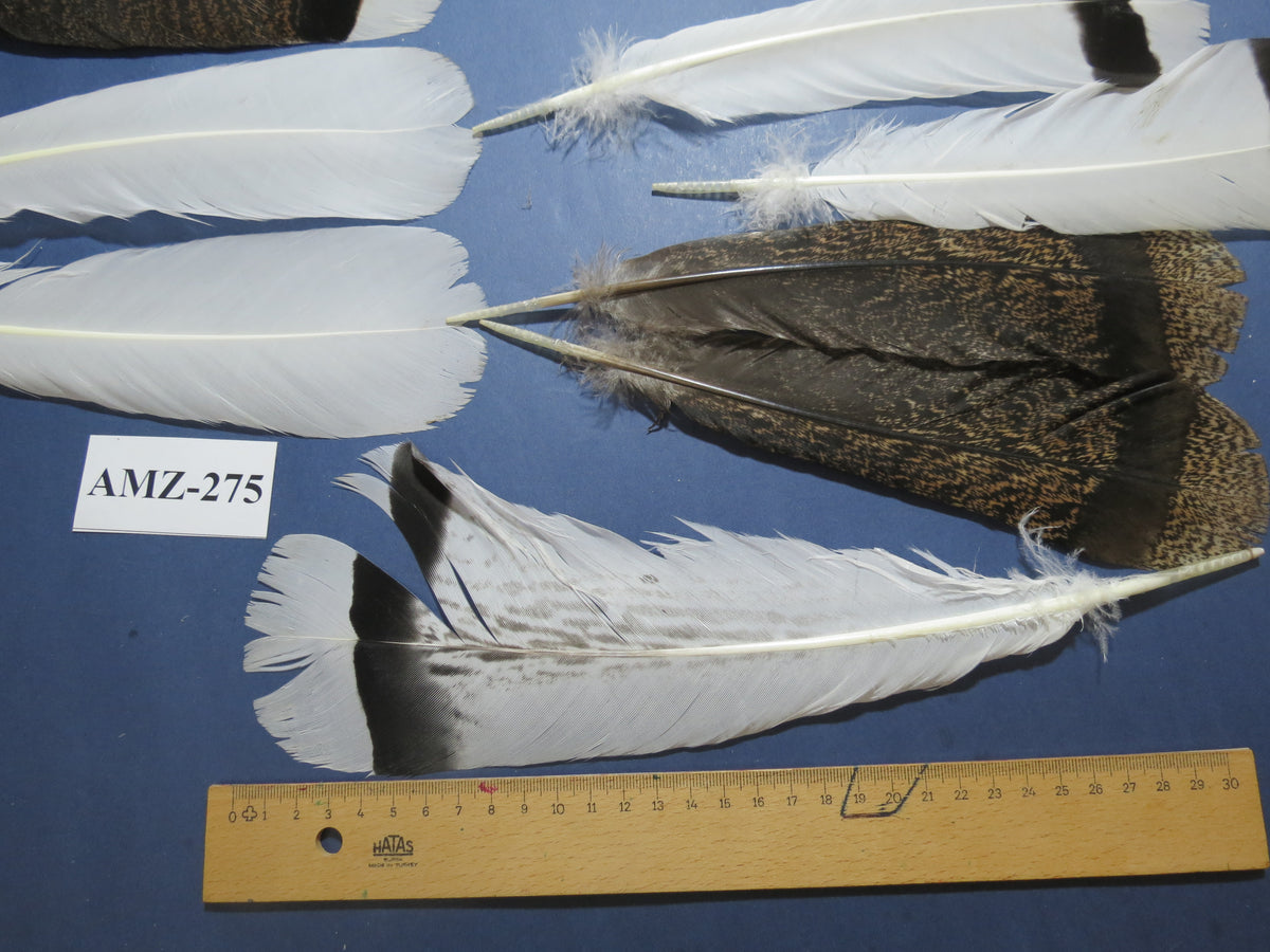 8 Pairs Turkey Feathers, Tail Feathers, Fly Tying Materials, Natural Feathers (AZM-275)