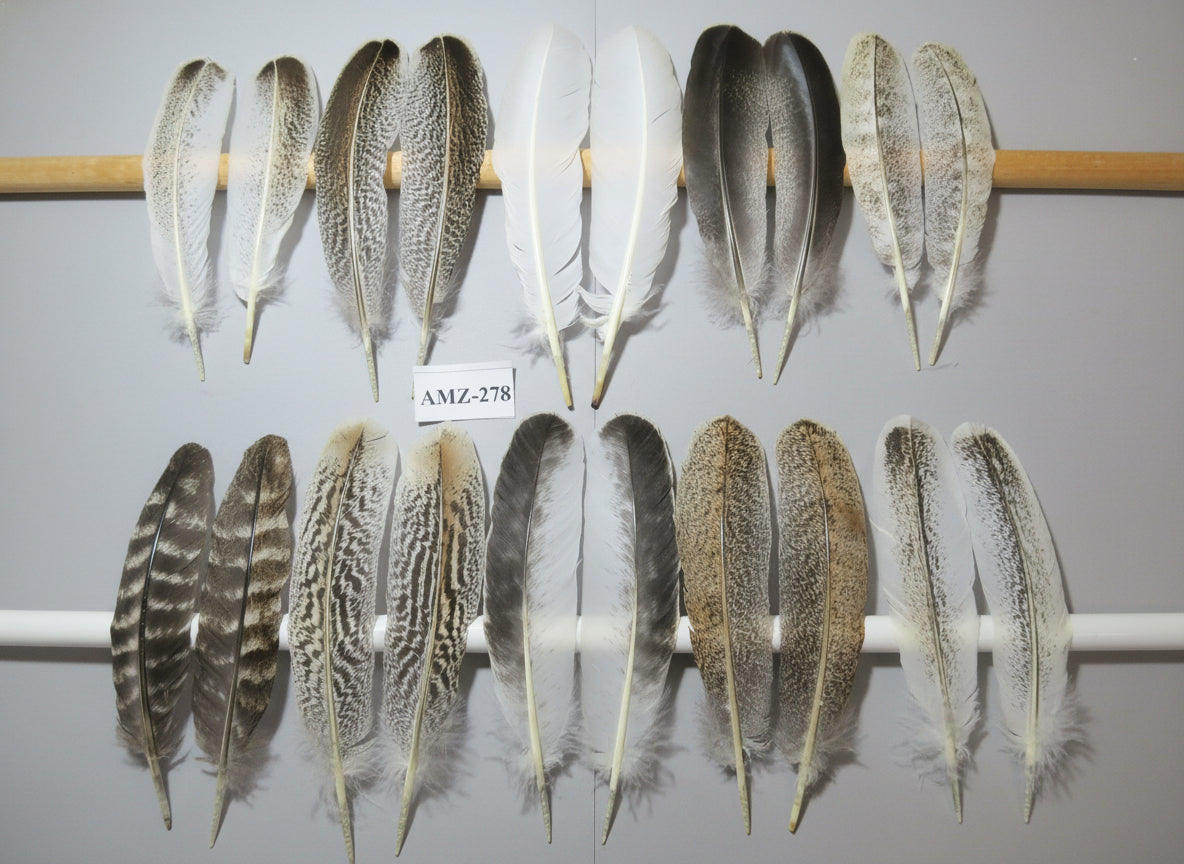 10 Pairs Turkey Wing Feathers, Amazing Feathers, Fly Tying Materials,(AMZ-278)