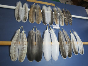 10 Pairs Turkey Wing Feathers, Amazing Feathers, Fly Tying Materials,(AMZ-278)