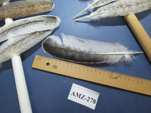 10 Pairs Turkey Wing Feathers, Amazing Feathers, Fly Tying Materials,(AMZ-278)