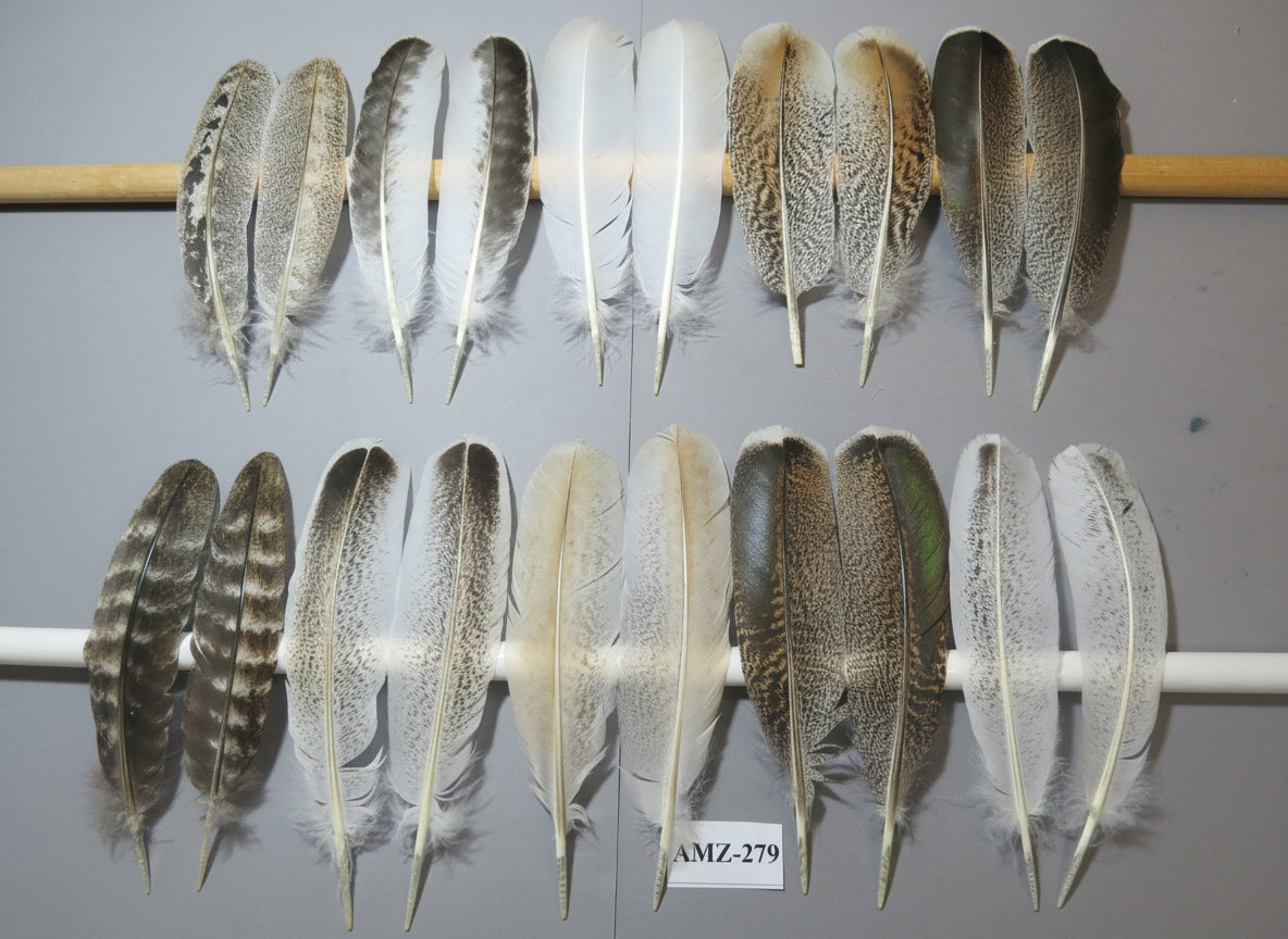 10 Pairs Turkey Wing Feathers, Amazing Feathers, Fly Tying Materials,(AMZ-279)